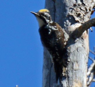 American Three Toed WP