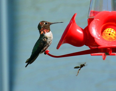 Anna's Hummingbird with Wasp