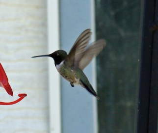 Black Chinned Male Flight