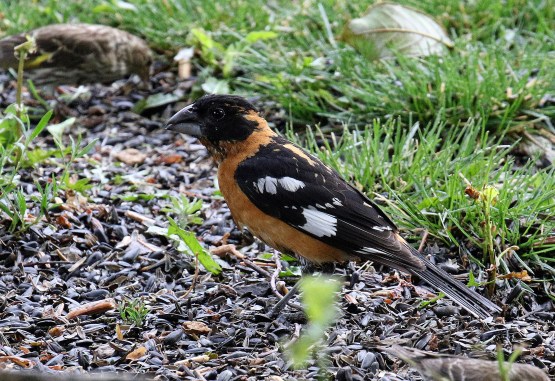 Black Headed Grosbeak