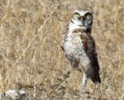 Burrowing Owl