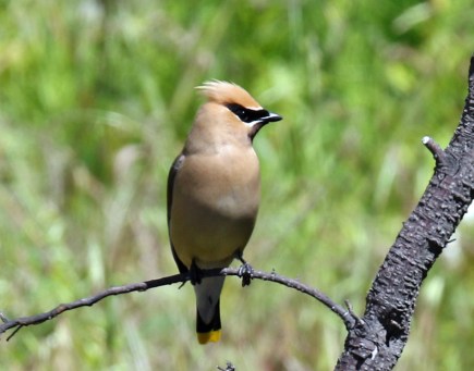 Cedar Waxwing