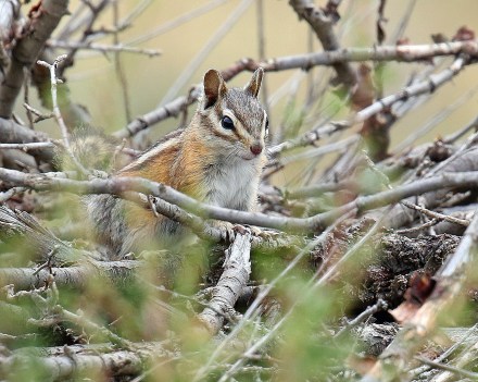 Chipmunk