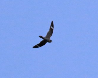 Common Nighthawk3