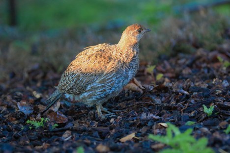 Dusky Grouse Chick