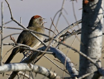 Green Tailed Towhee Singing