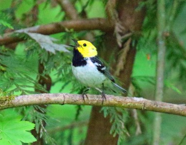 Hermit Warbler2