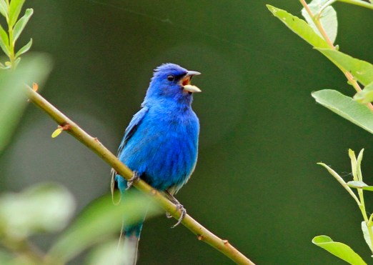 Indigo Bunting3