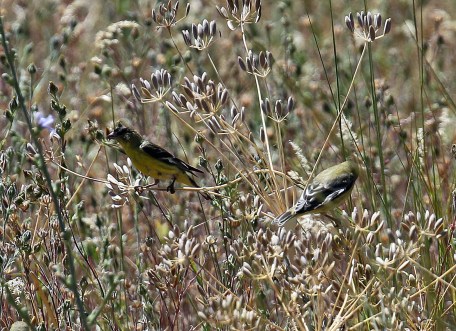 Lesser Goldfinches
