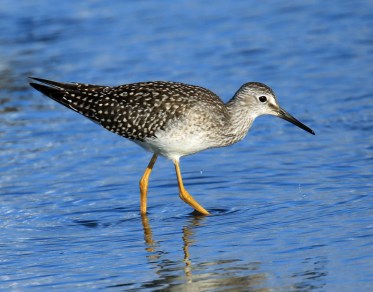 Lesser Yellowlegs