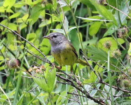 Macgillivray's Warbler