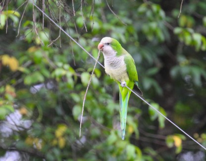 Monk Parakeet
