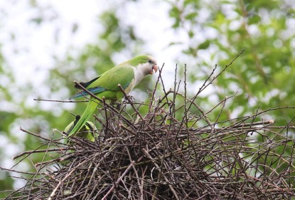 Monk Parakeets on Nest