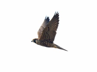 Peregrine Falcon at Eide Road