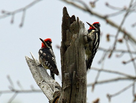 Red Naped Sapsuckers