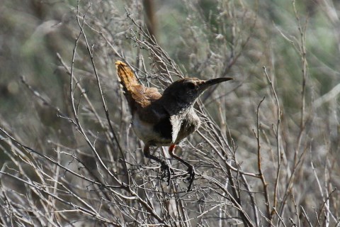 Rock Wren2