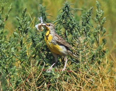 Western Meadowlark with Bug