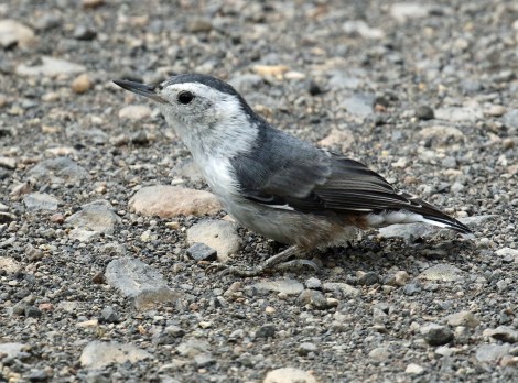 White Breasted Nuthatch