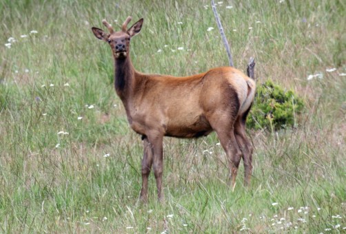 Young Elk Buck