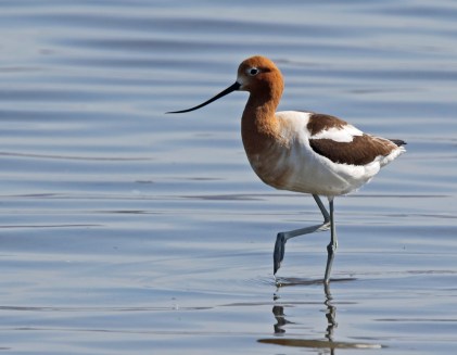American Avocet2