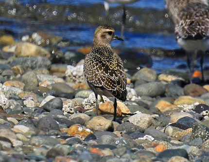 American Golden Plover