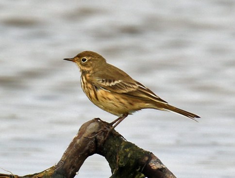American Pipit1