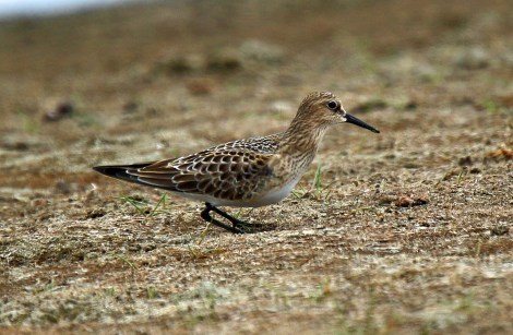 Baird's Sandpiper
