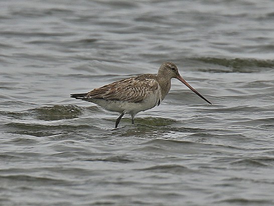 Bar Tailed Godwit