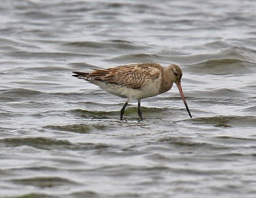 Bar Tailed Godwit2