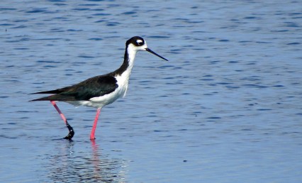 Black Necked Stilt (2) - Copy