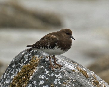 Black Turnstone