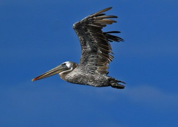 Brown Pelican Flight
