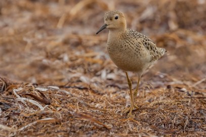 Buff Breasted Sandpiper from Melissa