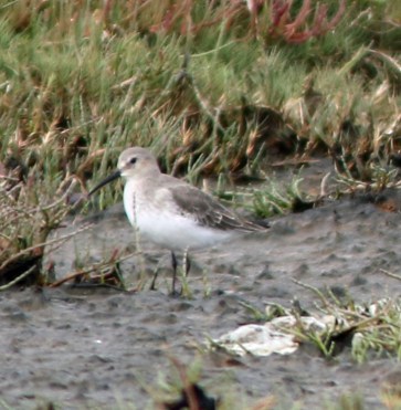 Dunlin