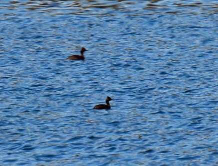 Eared Grebes