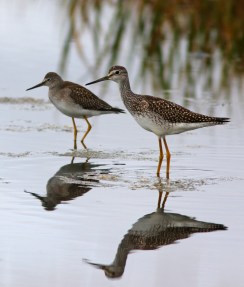 Greater and Lesser Yellowlegs