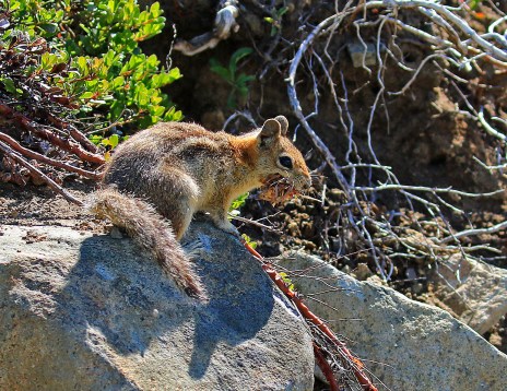 Ground Squirrel with Cache
