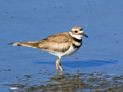 Killdeer