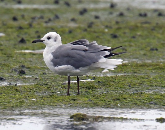 Laughing Gull1