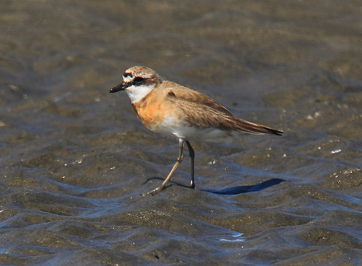 Lesser Sand Plover 5