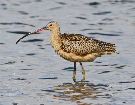 Long Billed Curlew 2 Bottle Beach