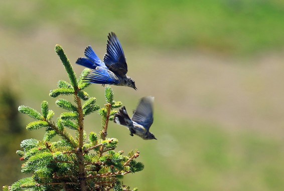 Mountain Bluebird and Yellow Rumped Warbler