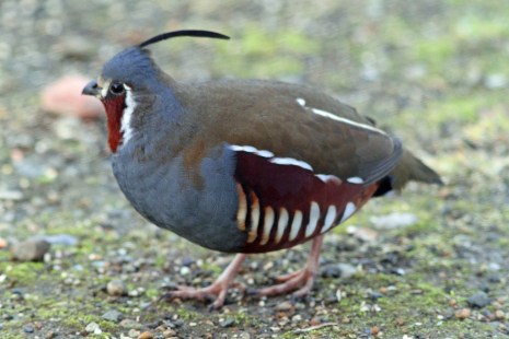 Mountain Quail
