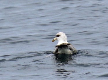 Northern Fulmar Light Phase