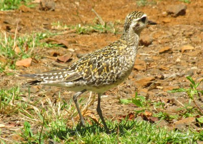 Pacific Golden Plover