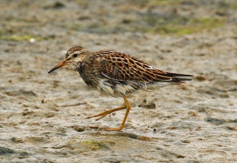 Pectoral Sandpiper1