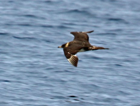 Pomarine Jaeger
