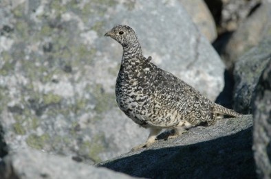 Ptarmigan