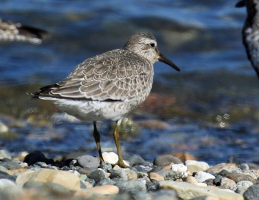 Red Knot 1