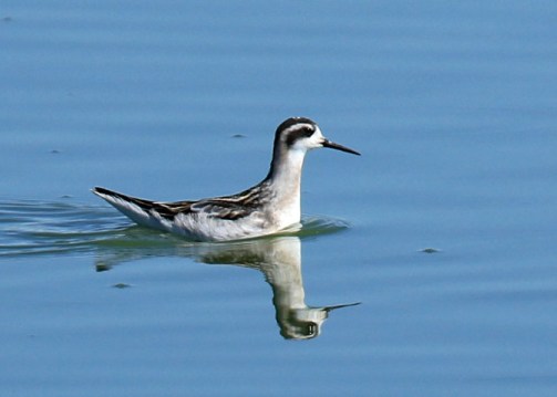 Red Necked Phalarope2